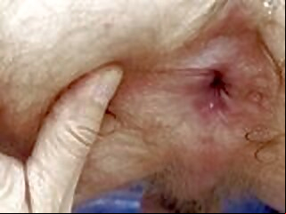 stepson breeding
